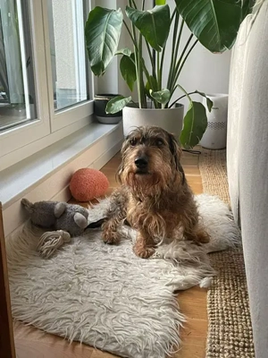 Dodo 1 , PS in 10318 Berlin, ist ein typischer Rauhaardackel