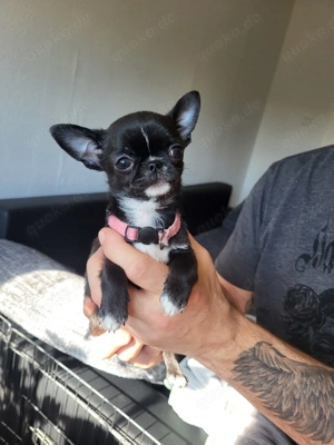 Reinrassige Mini Chihuahua Hündin schwarz, weiß 