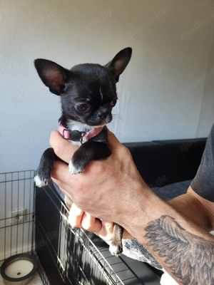 Reinrassige Mini Chihuahua Hündin schwarz, weiß 