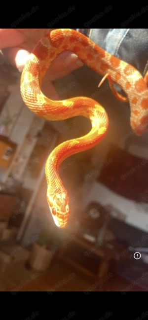 Albino Kornnatter zum Verkauf