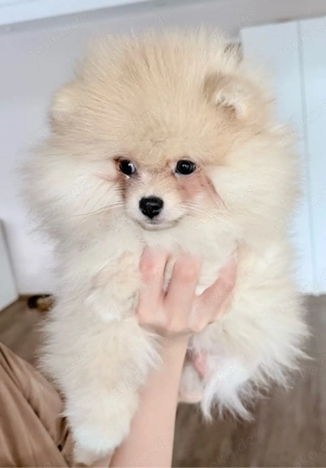 Pomeranian Teddy Welpen