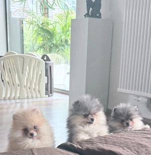 Pomeranian Teddy Welpen Bild 3