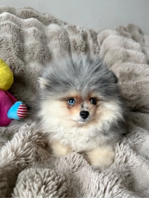 Pomeranian Teddy Welpen Bild 4