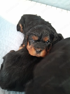 Cavapoo Welpen Cavalier King Charles Spaniel Pudel