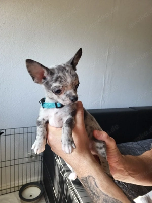 Reinrassiger Mini Chihuahua Rüde blue merle mit weißen Abzeichen 