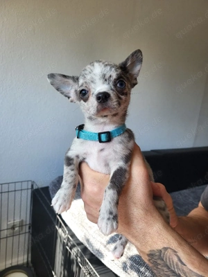 Mini Chihuahua Rüde (blue merle mit weißen Abzeichen) abgabebereit