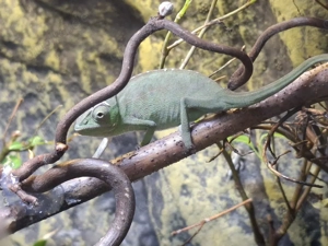 2.0 Fucifer viridis Bild 2