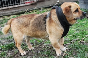 Nils   kleiner Herzenshund sucht sein Zuhause  Bild 2