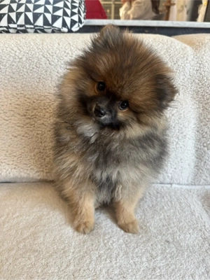 Pomeranian Zwergspitz Welpen 12 Wochen alt !!! abgabebereit !!!
