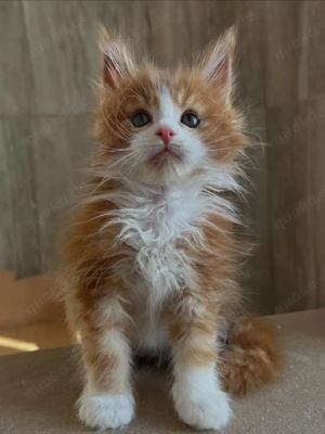 Liebevolle Maine-Coon-Kätzchen suchen ihr Zuhause für immer.