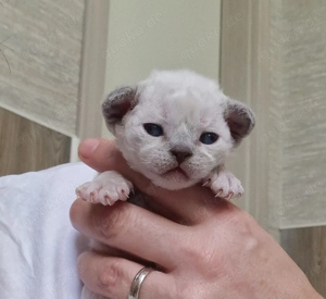 Devon Rex Mädchen können zu Ende April umziehen 
