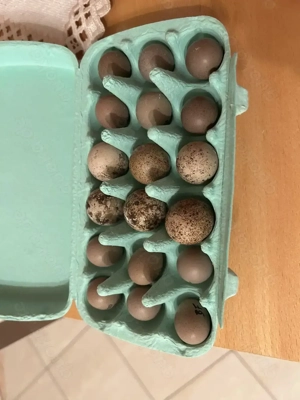 Bruteier Zwergwachteln Silber Blue Face Falben