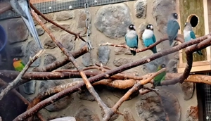 Unzertrennliche junge Bild 2