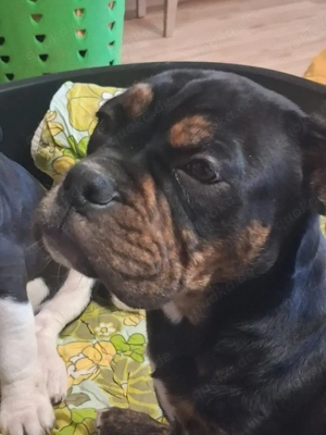 Old English Bulldog Welpen