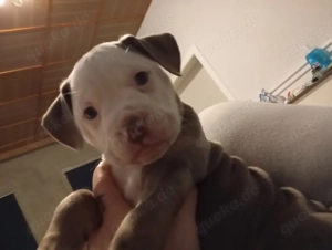 Old english bulldogen