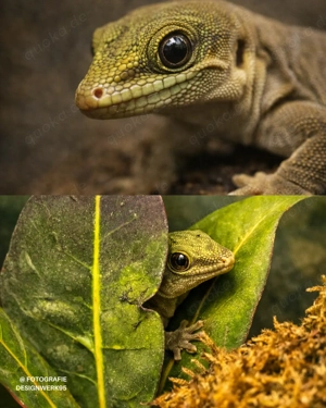 Schöner Querstreifen Taggecko (Phelsuma Standingi)