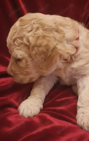 Goldendoodle F1b Bild 5