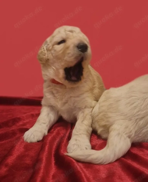 Goldendoodle F1b Bild 3
