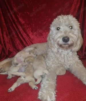 Goldendoodle F1b Bild 4