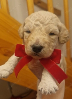 Goldendoodle F1b Bild 2