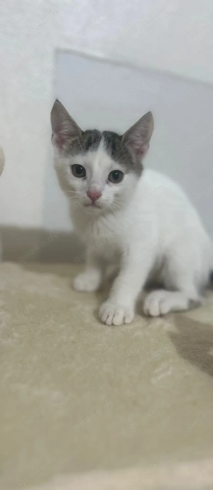 Kitten 12Wochen 