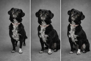 Greta, kleines Herz sucht großen Platz im Leben