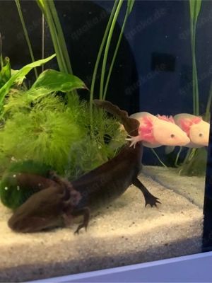 zwei Axolotl 