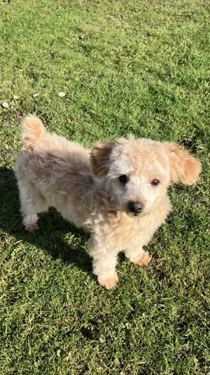 Maltipoo (Toypudel Malteser) Chihuahua Mix Welpe