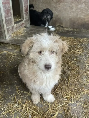 Finchen - fröhliche, liebenswerte und quirlige junge Hundedame Bild 5