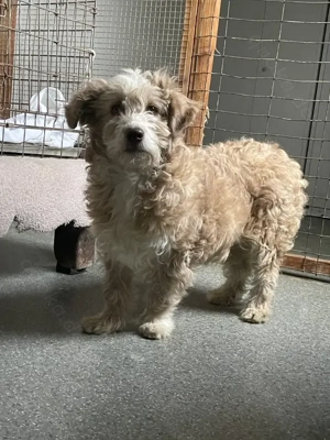 Finchen - fröhliche, liebenswerte und quirlige junge Hundedame Bild 7