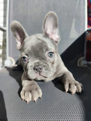  Reinrassige Franzözische Bulldoge Welpe Bub Blue