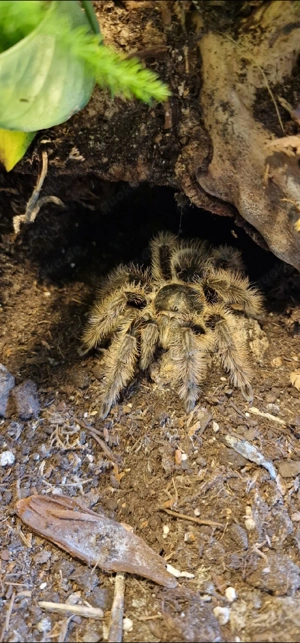 Tliltocatl albopilosus nicaragua 0.1     Bild 2