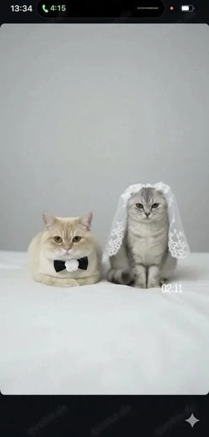 Wunderschöne bkh kitten 