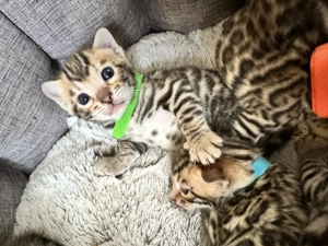 Wunderschöne reinrassige Bengalkitten