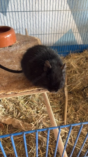 2 Degu Jungs Bild 4