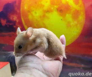 Goldhamster Weibchen Bild 2