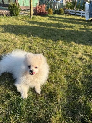 Pomeranian Zwergspitz Welpe Bild 2