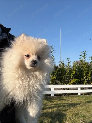 Pomeranian Zwergspitz Welpe