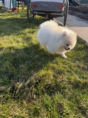 Pomeranian Zwergspitz Welpe Bild 3