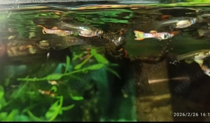 Endler Guppys Bild 2