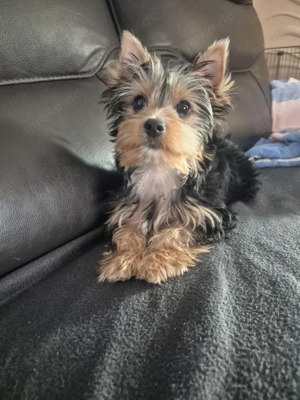 yorkshire terrier Welpen zum verkauf