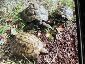 3 griechische Landschildkröten