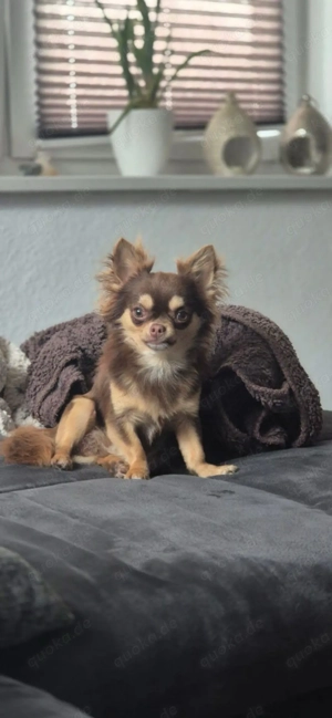 Chihuahua Langhaar Deckrüde - Schoko & Tan, 2,3 kg Bild 3