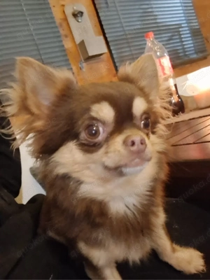 Chihuahua Langhaar Deckrüde - Schoko & Tan, 2,3 kg Bild 4