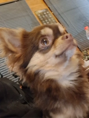 Chihuahua Langhaar Deckrüde - Schoko & Tan, 2,3 kg Bild 2