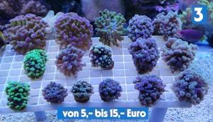 Meerwasser Korallen-Ableger !!! Expressversand !!!