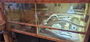 4 Leopardgeckos plus Terrarium und Zubehör 