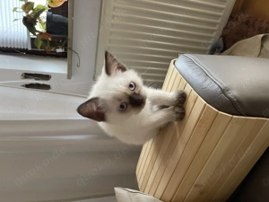 Bkh kitten braun weiß geimpft 