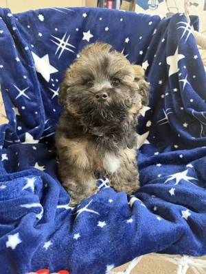 wunderschöne Bolonka Zwetna