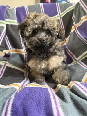 wunderschöne Bolonka Zwetna noch ein Bube in Zobel